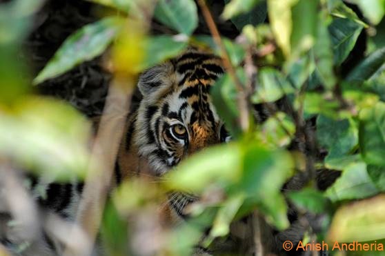 Tiger reserves about to open again – but with strict new norms