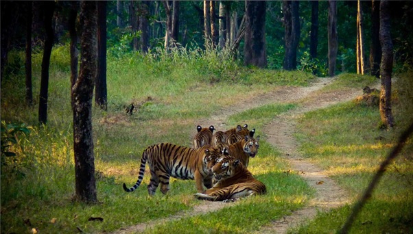 How a Tigress (and tourism) saved an Indian wilderness –  By Julian Matthews, Honorary President, TOFTigers.